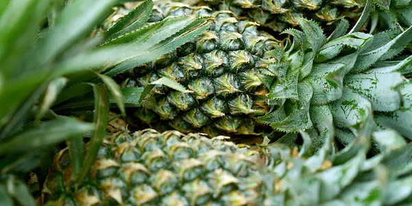 Ananas