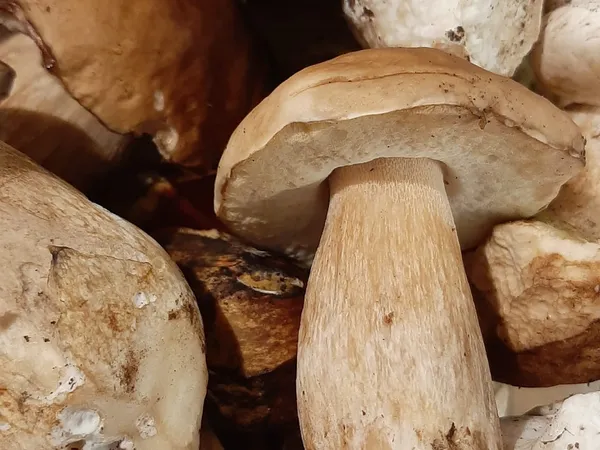 Funghi trifolati di Aleccio